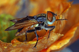 Phasia aurigera / Goldschildfliege / Raupenfliegen - Tachinidae / Ordnung: Zweiflgler - Diptera