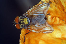 Phasia aurigera / Goldschildfliege / Raupenfliegen - Tachinidae / Ordnung: Zweiflgler - Diptera