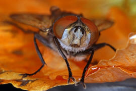 Phasia aurigera / Goldschildfliege / Raupenfliegen - Tachinidae / Ordnung: Zweiflgler - Diptera