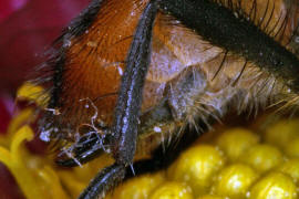 Phasia aurigera / Goldschildfliege (Weibchen) / Raupenfliegen - Tachinidae / Ordnung: Zweiflgler - Diptera