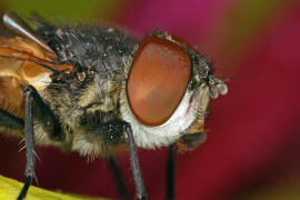 Phasia aurigera / Goldschildfliege (Weibchen) / Raupenfliegen - Tachinidae / Ordnung: Zweiflgler - Diptera