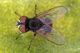 Phasia pusilla / Ohne deutschen Namen / Raupenfliegen - Tachinidae / Ordnung: Zweiflgler - Diptera