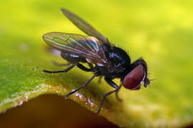 Phasia pusilla / Ohne deutschen Namen / Raupenfliegen - Tachinidae / Ordnung: Zweiflgler - Diptera