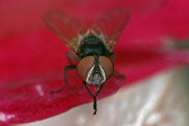 Phasia pusilla / Ohne deutschen Namen / Raupenfliegen - Tachinidae / Ordnung: Zweiflgler - Diptera