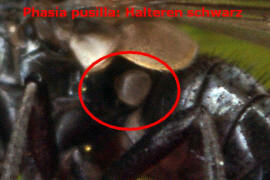 Phasia pusilla / Ohne deutschen Namen / Raupenfliegen - Tachinidae / Ordnung: Zweiflgler - Diptera