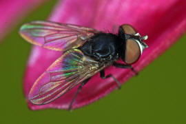 Phasia pusilla / Ohne deutschen Namen / Raupenfliegen - Tachinidae / Ordnung: Zweiflgler - Diptera