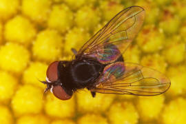 Phasia pusilla / Ohne deutschen Namen / Raupenfliegen - Tachinidae / Ordnung: Zweiflgler - Diptera