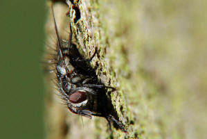 Phorocera obscura / (ohne deutschen Namen) / Raupenfliegen - Tachinidae / Ordnung: Zweiflgler - Diptera