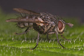 Phorocera obscura / (ohne deutschen Namen) / Raupenfliegen - Tachinidae / Ordnung: Zweiflgler - Diptera