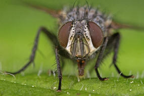 Phorocera obscura / (ohne deutschen Namen) / Raupenfliegen - Tachinidae / Ordnung: Zweiflgler - Diptera