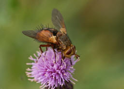 Tachina fera / Igelfliege / Raupenfliegen - Tachinidae