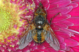 Tachina fera / Igelfliege / Raupenfliegen - Tachinidae