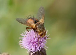 Tachina fera / Igelfliege / Raupenfliegen - Tachinidae