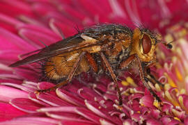 Tachina fera / Igelfliege / Raupenfliegen - Tachinidae