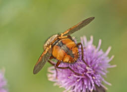 Tachina fera / Igelfliege / Raupenfliegen - Tachinidae