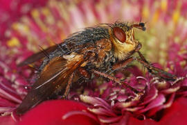 Tachina fera / Igelfliege / Raupenfliegen - Tachinidae