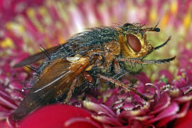 Tachina fera / Igelfliege / Raupenfliegen - Tachinidae