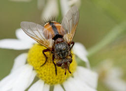 Tachina fera / Igelfliege / Raupenfliegen - Tachinidae