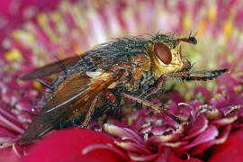 Tachina fera / Igelfliege / Raupenfliegen - Tachinidae