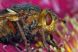 Tachina fera / Igelfliege / Raupenfliegen - Tachinidae