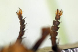Tachina fera / Igelfliege (Vordertarsen) / Raupenfliegen - Tachinidae