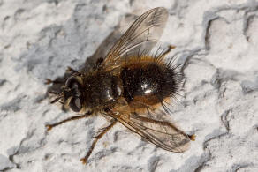 Tachina lurida / Ohne deutschen Namen / Raupenfliegen - Tachinidae / Ordnung: Zweiflgler - Diptera