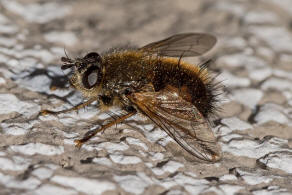 Tachina lurida / Ohne deutschen Namen / Raupenfliegen - Tachinidae / Ordnung: Zweiflgler - Diptera