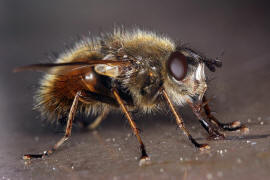 Tachina lurida / Ohne deutschen Namen / Raupenfliegen - Tachinidae / Ordnung: Zweiflgler - Diptera