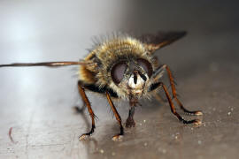 Tachina lurida / Ohne deutschen Namen / Raupenfliegen - Tachinidae / Ordnung: Zweiflgler - Diptera