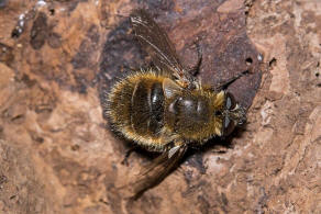 Tachina ursina / Ohne deutschen Namen / Raupenfliegen - Tachinidae / Ordnung: Zweiflgler - Diptera