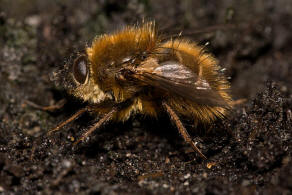 Tachina ursina / Ohne deutschen Namen / Raupenfliegen - Tachinidae / Ordnung: Zweiflgler - Diptera