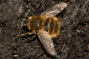 Tachina ursina / Ohne deutschen Namen / Raupenfliegen - Tachinidae / Ordnung: Zweiflgler - Diptera