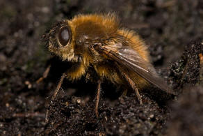 Tachina ursina / Ohne deutschen Namen / Raupenfliegen - Tachinidae / Ordnung: Zweiflgler - Diptera