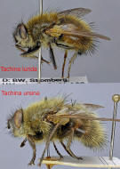 Tachina lurida und Tachina ursina im direkten Vergleich