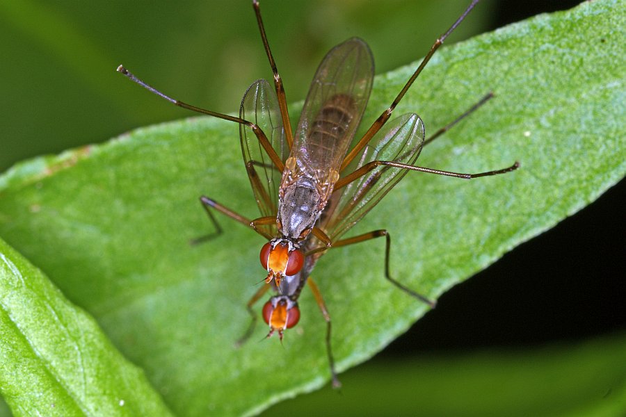 Calobata petronella / Ohne deutschen Namen / Stelzfliegen - Micropezidae / Ordnung: Zweiflügler - Diptera / Fliegen - Brachycera