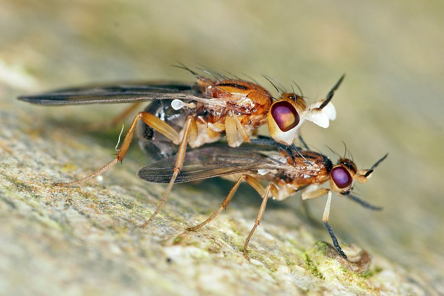 Hendelia beckeri / Ohne deutschen Namen / Clusiidae / Ordnung: Zweiflügler - Diptera
