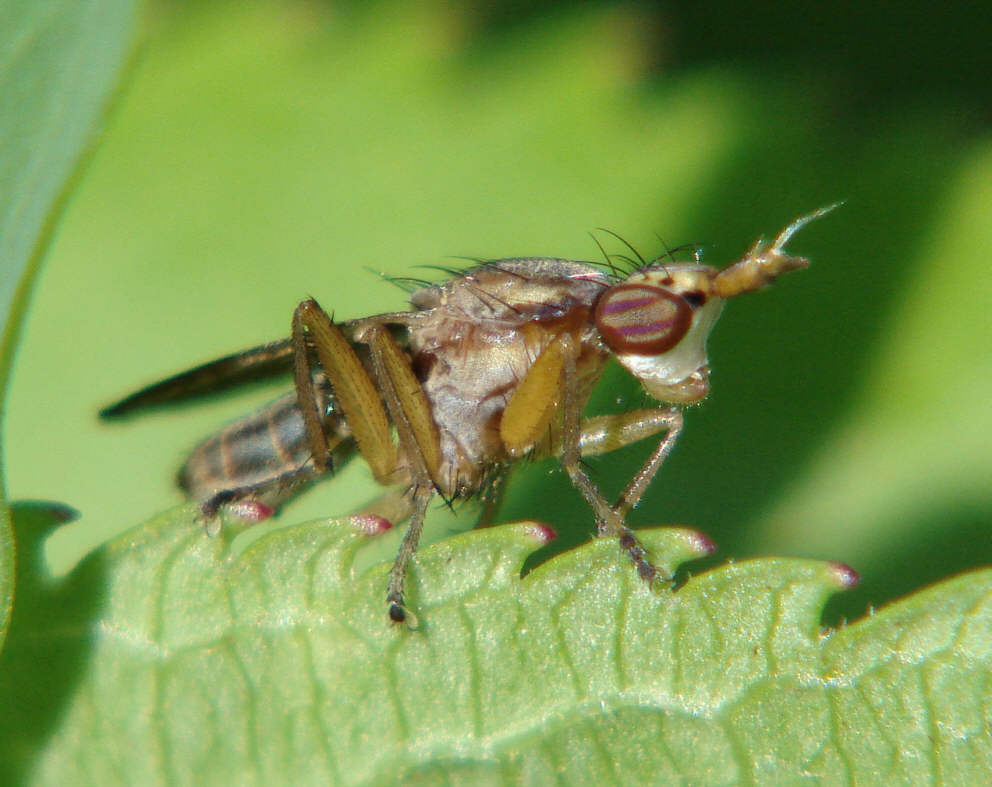 Limnia unguicornis / Ohne deutschen Namen / Hornfliegen - Sciomyzidae / Ordnung: Zweiflügler - Diptera - Brachycera