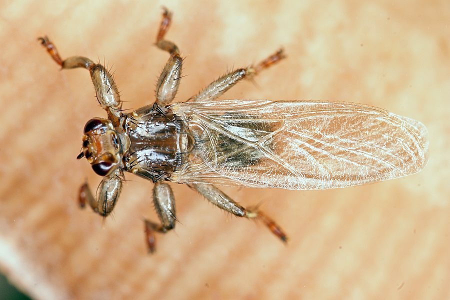 Lipoptena cervi / Hirschlausfliege / Lausfliegen - Hippoboscidae / Brachycera - Fliegen / Ordnung: Diptera - Zweiflügler
