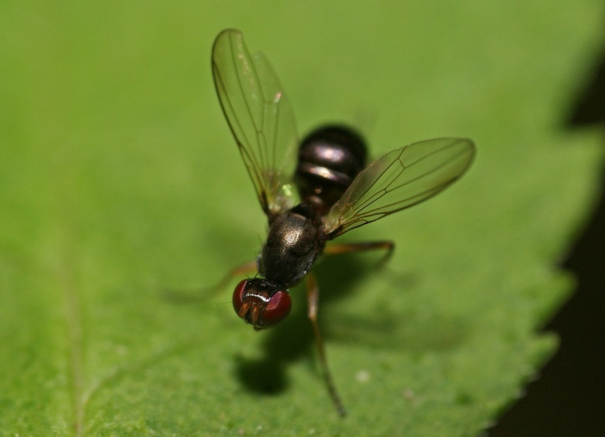 Nemopoda nitidula / Kein deutscher Name / Zweiflügler - Diptera - Sepsidae - Schwingfliegen