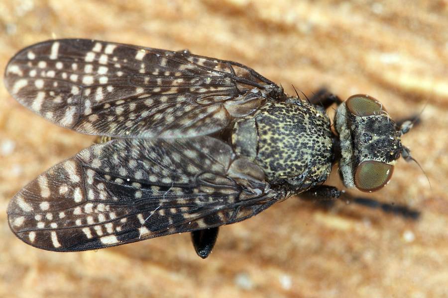 Platystoma seminationis / Ohne deutschen Namen / Breitmundfliegen - Platystomatidae / Ordnung: Zweiflügler - Diptera / Fliegen - Brachycera