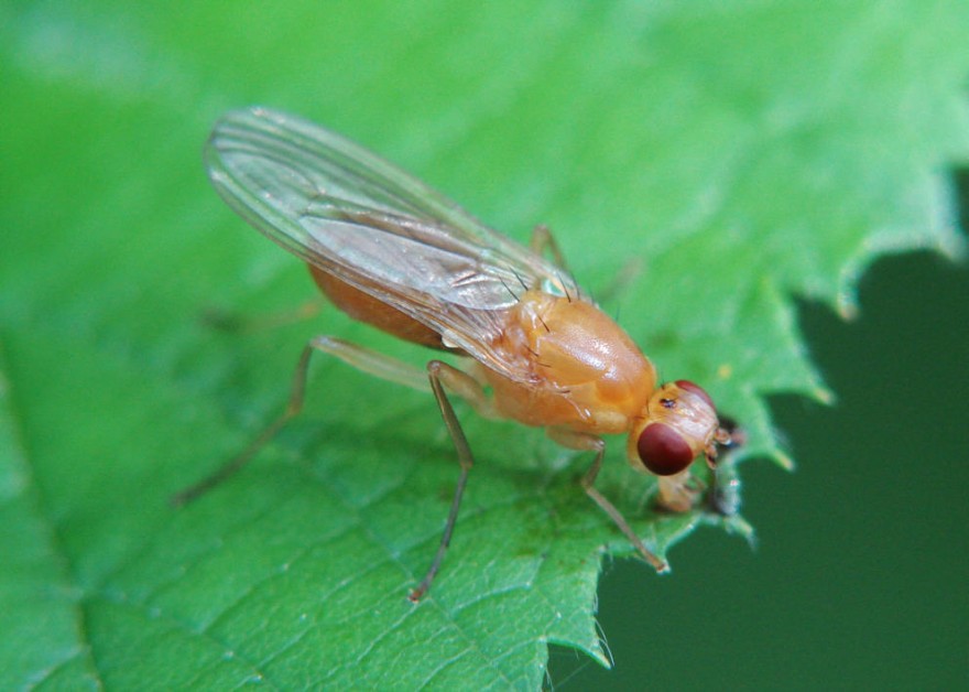 Psila fimetaria / Ohne deutschen Namen / Psilidae - Nacktfliegen / Ordnung: Zweiflügler - Diptera / Fliegen - Brachycera