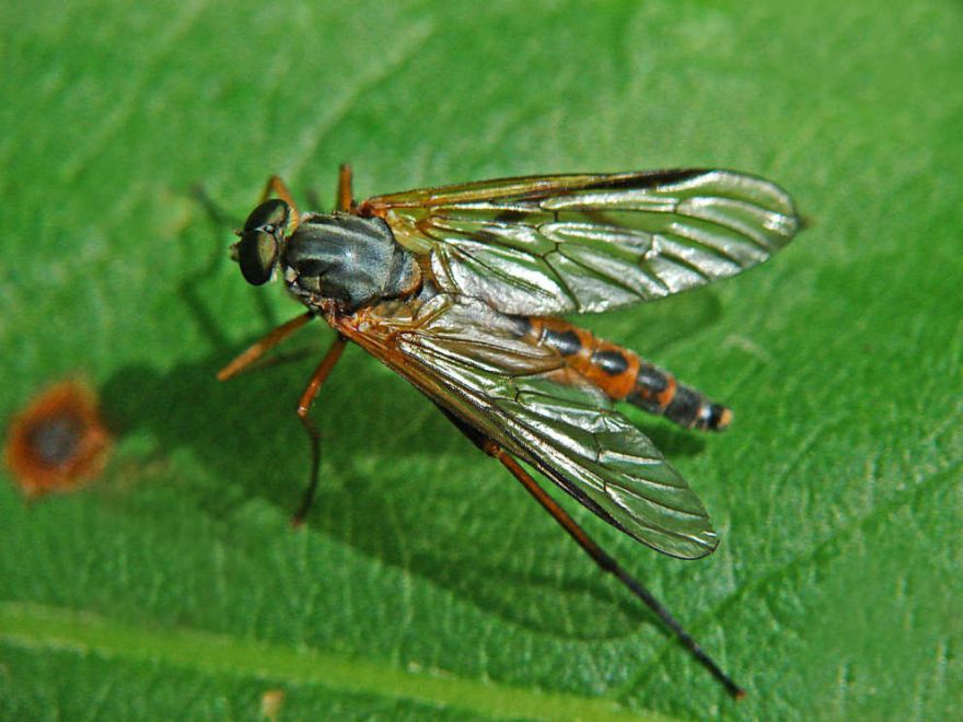 Rhagio vitripennis / Schwarzfüßige Schnepfenfliege / Schnepfenfliegen - Rhagionidae / Ordnung: Diptera - Zweiflügler / Brachycera - Fliegen