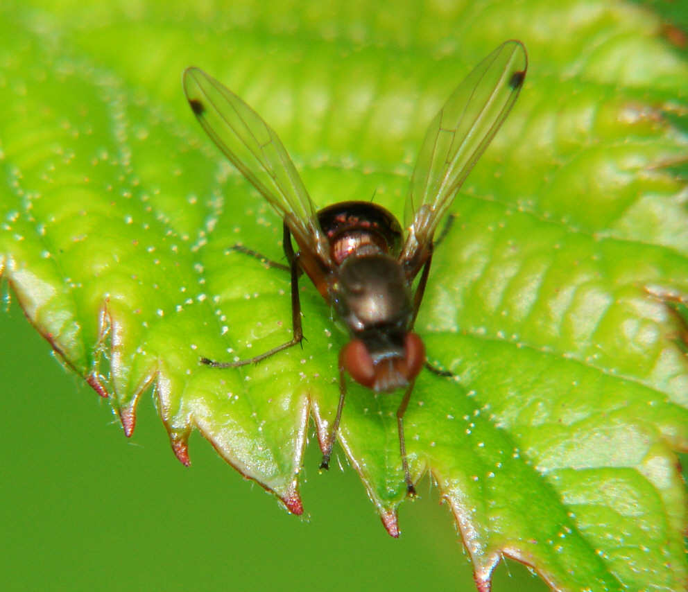 Sepsis violacea / Kein deutscher Name / Zweiflügler - Diptera - Sepsidae - Schwingfliegen