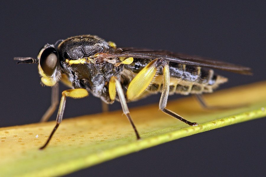 Solva marginata / Blasse Holz-Waffenfliege / Holz-Waffenfliegen - Xylomyidae / Ordnung: Zweiflügler - Diptera