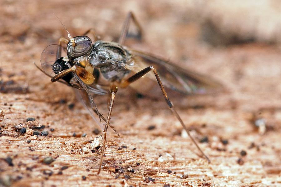 Tachypeza nubila / Ohne deutschen Namen / Hybotidae - Buckeltanzfliegen / Ordnung: Diptera - Zweiflügler / Brachycera - Fliegen