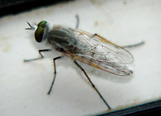 Acrosathe annulata / Stilettfliege / Zweiflgler - Diptera - Therevidae - Stilettfliegen