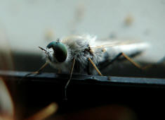 Acrosathe annulata / Stilettfliege / Zweiflgler - Diptera - Therevidae - Stilettfliegen