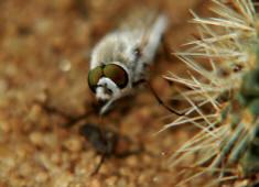 Acrosathe annulata / Stilettfliege / Zweiflgler - Diptera - Therevidae - Stilettfliegen