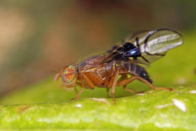 Anomoia purmunda / Weidorn-Bohrfliege / Bohrfliegen - Tephritidae Ordnung: Diptera - Zweiflgler / Unterordnung: Fliegen - Brachycera (Cyclorrhapha)