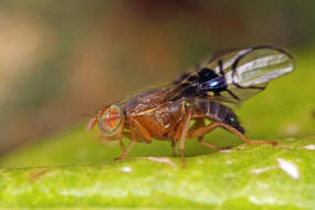 Anomoia purmunda / Weidorn-Bohrfliege / Bohrfliegen - Tephritidae Ordnung: Diptera - Zweiflgler / Unterordnung: Fliegen - Brachycera (Cyclorrhapha)